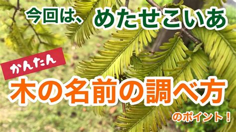 木名|木には名前がある＞樹木検索くん＞特徴で検索